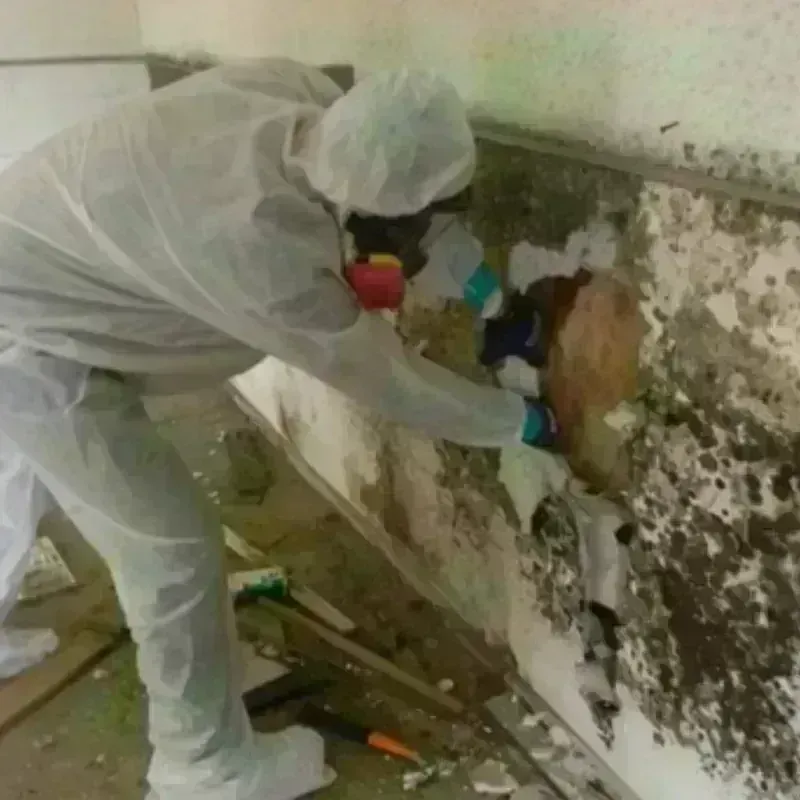 Mold Remediation and Removal in Webster City, IA